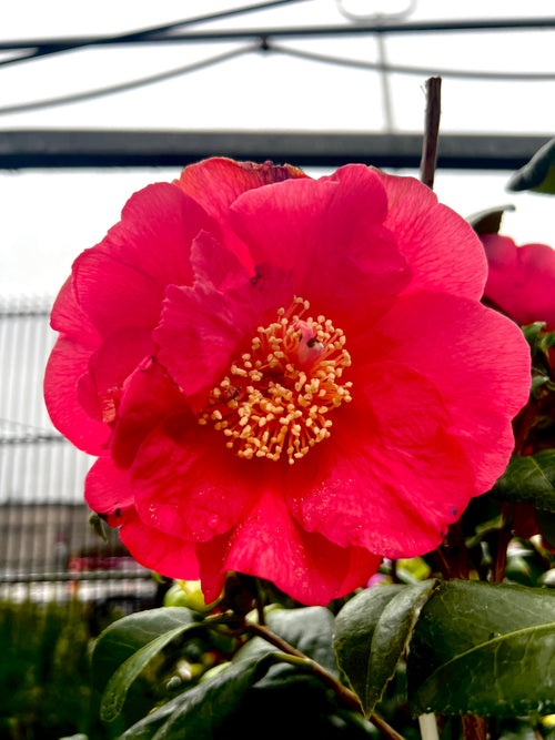 CAMELLIA, ABSTRACT