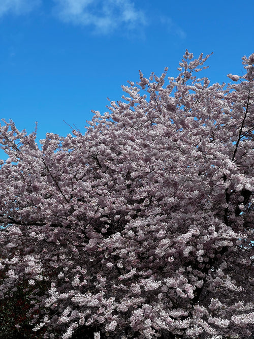 CHERRY BLOSSOM, ABSTRACT