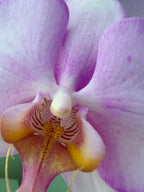 ORCHID, ABSTRACT (REFERENCE IMAGE)