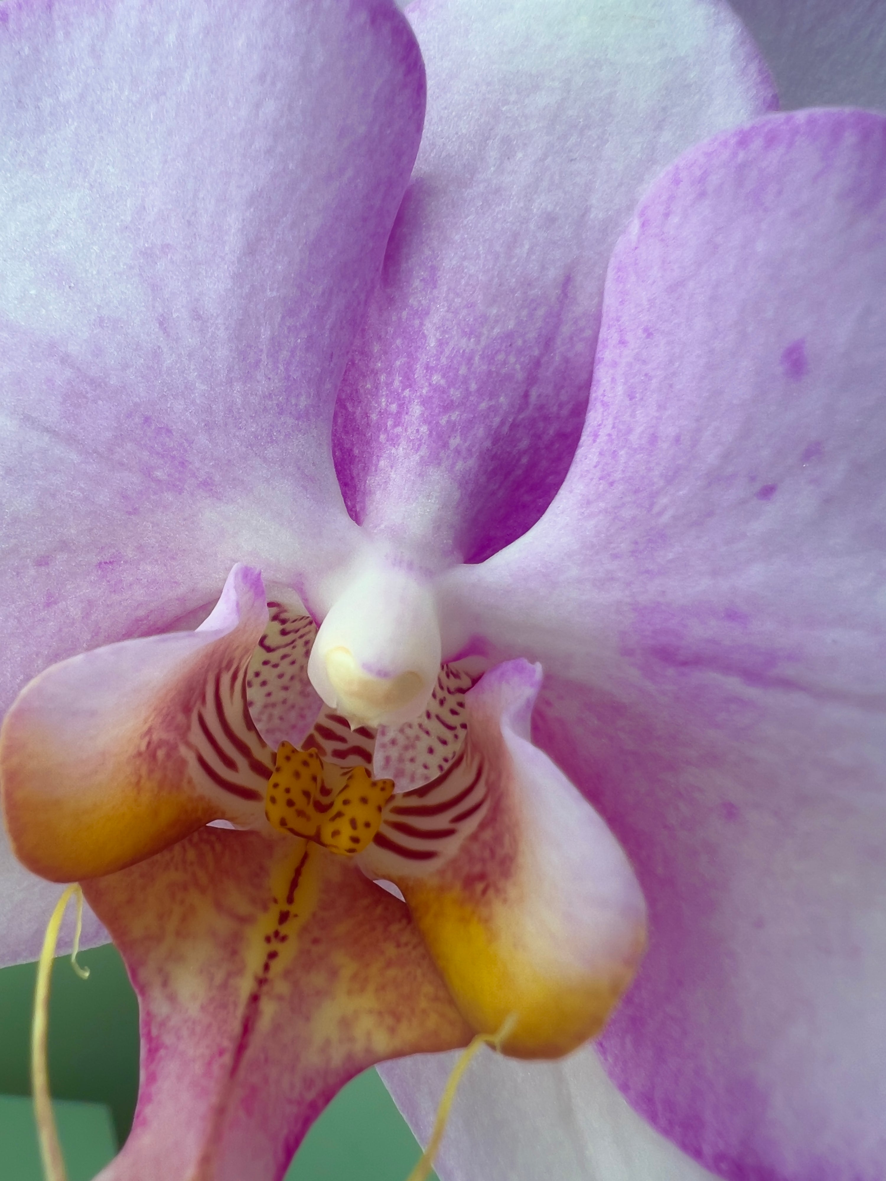 ORCHID, ABSTRACT (REFERENCE IMAGE)