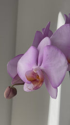 ORCHID, ABSTRACT